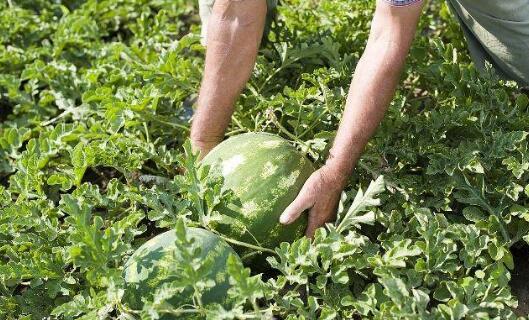 農(nóng)作物生長過程中需要的EM堆肥制作原料其實(shí)非常簡單